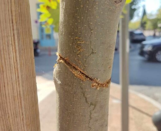 Καλαμάτα: Δολιοφθορά σε πλατάνια στο κέντρο της πόλης