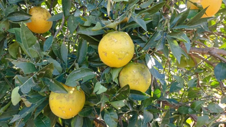 Το χαλάζι της 10ης Νοεμβρίου έπληξε ελιές, μανταρίνια και πορτοκάλια στην Αργολίδα