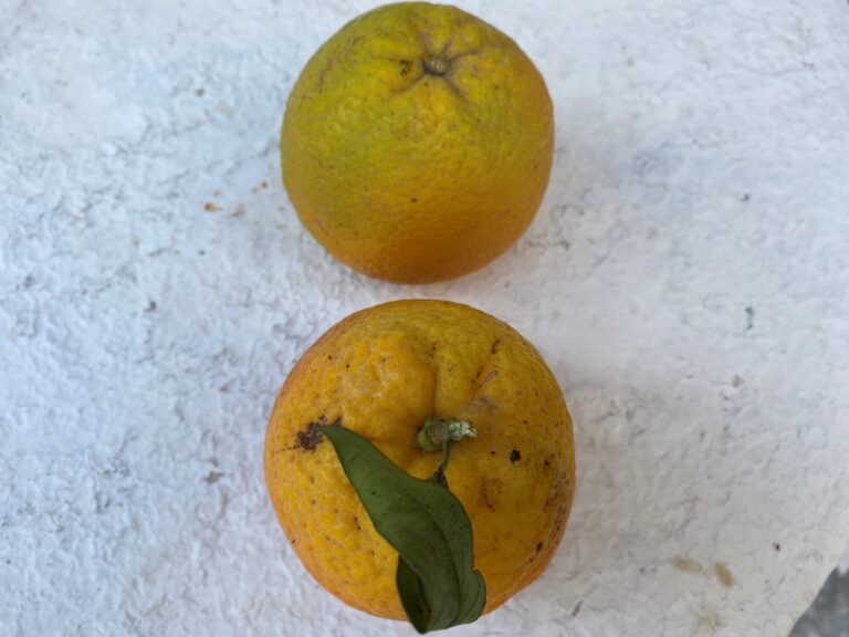Έκλεβαν πορτοκάλια σε αγρόκτημα στην Κόρινθο  – Τρεις συλλήψεις