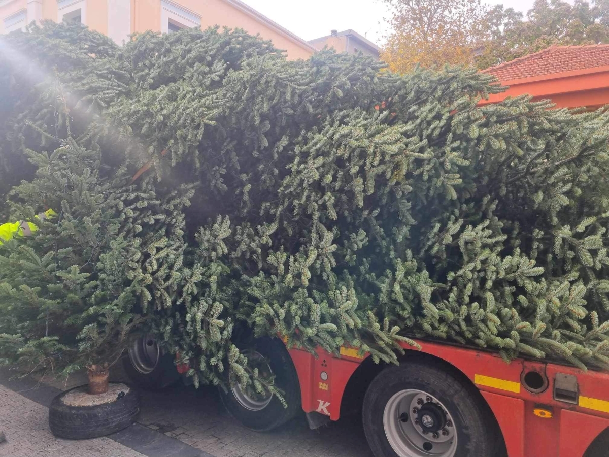 Η κρίση έχει χτυπήσει και την αγορά ελάτων