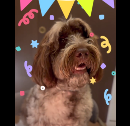 Aνάρτηση Στ. Κασσελάκη για τα γενέθλια της Farlie: «Για την πιο γλυκιά σκυλίτσα του κόσμου»