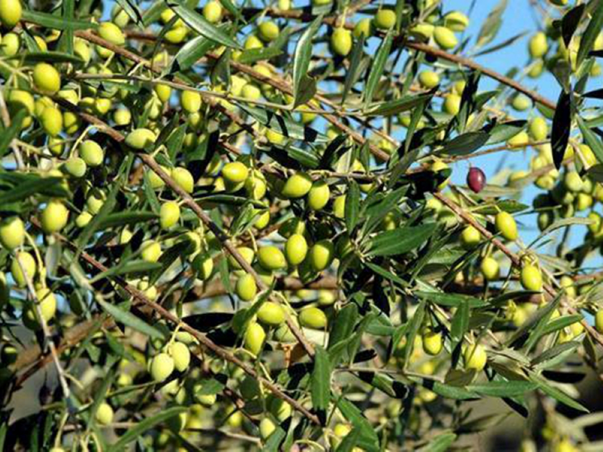 Γευσιγνωσία για το Κορινθιακό ελαιόλαδο