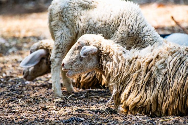 Λαμία: Σύσκεψη για την ευλογιά των προβάτων – Μέτρα για τη διακίνηση κρέατος και γάλακτος από τις μονάδες με κρούσματα