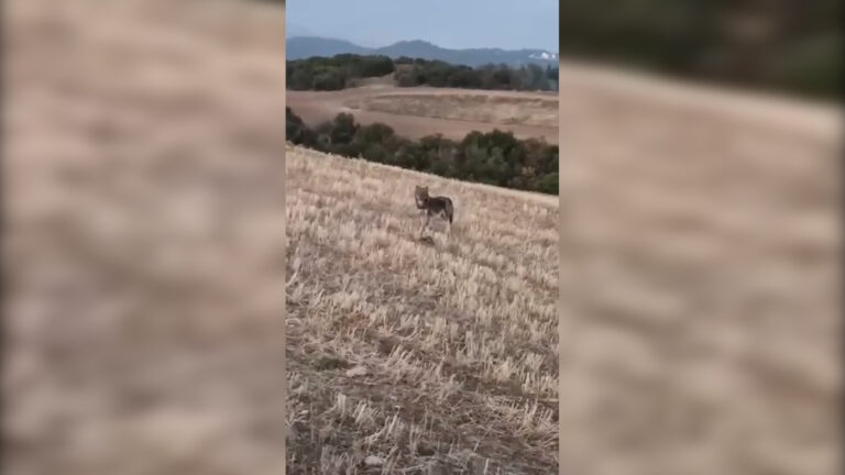 Σέρρες: Αγέλη λύκων σε χωράφι στο Μετόχι – Μεγάλη η ανησυχία των κατοίκων (video)