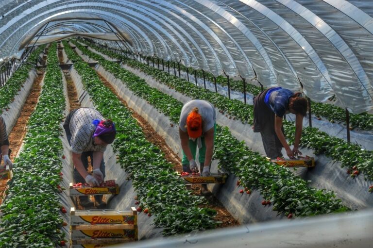 Άδεια παραμονής σε μετανάστες εργάτες γης: Πώς το βλέπουν οι Έλληνες αγρότες
