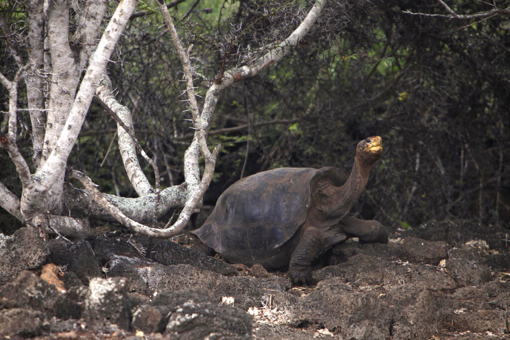 Ecuador Galapagos