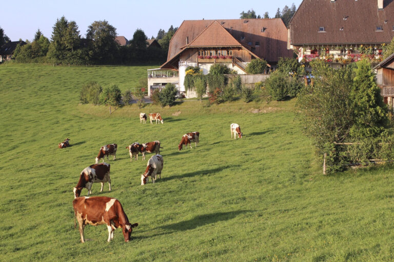 Ελβετία: Μεγάλη πυρκαγιά σε αγρόκτημα – Σκοτώθηκαν περισσότερες από 500 αγελάδες και μοσχάρια