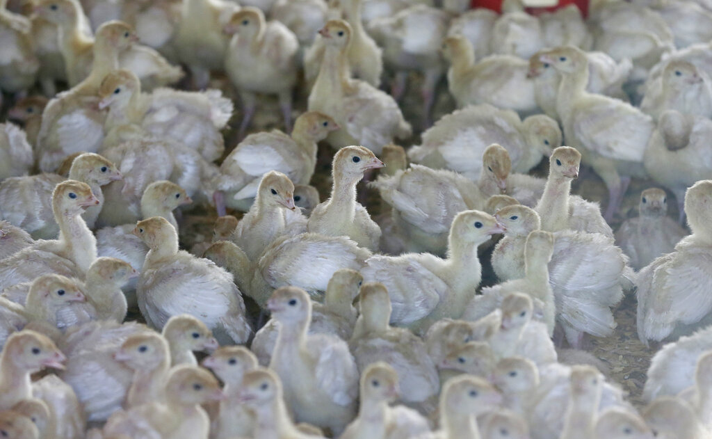  Έκτακτα μέτρα στις πτηνοτροφικές μονάδες λόγω έξαρσης κρουσμάτων της γρίπης των πτηνών