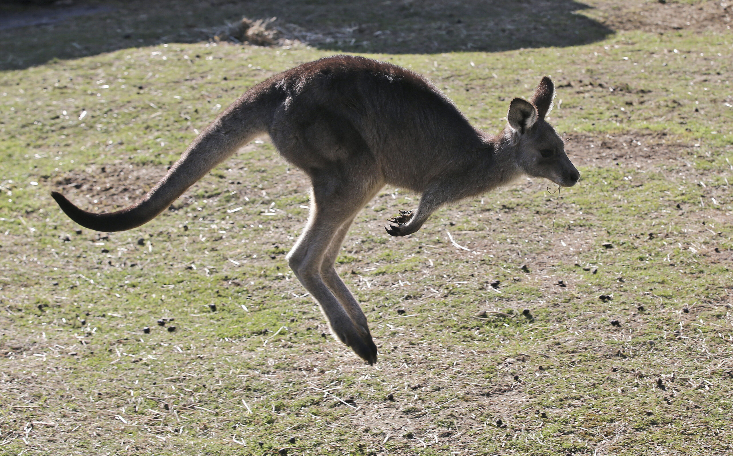 Kangaroo Products Ban Oregon