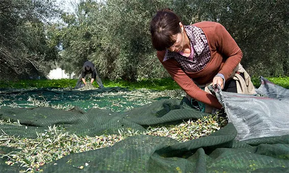 Ηλεία: Αγροτική κινητοποίηση το πρωί της Πέμπτης