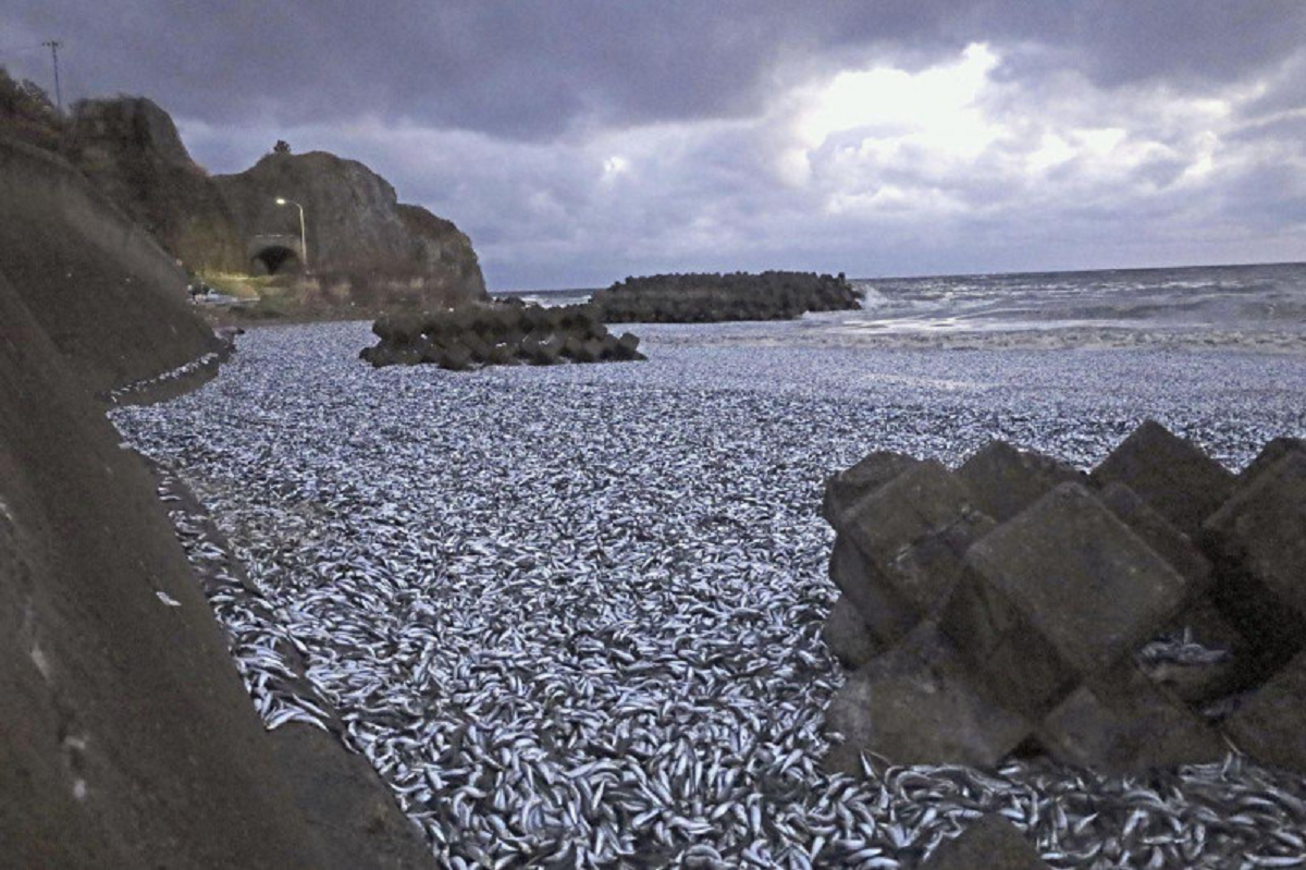 Japan coast dead Fishes