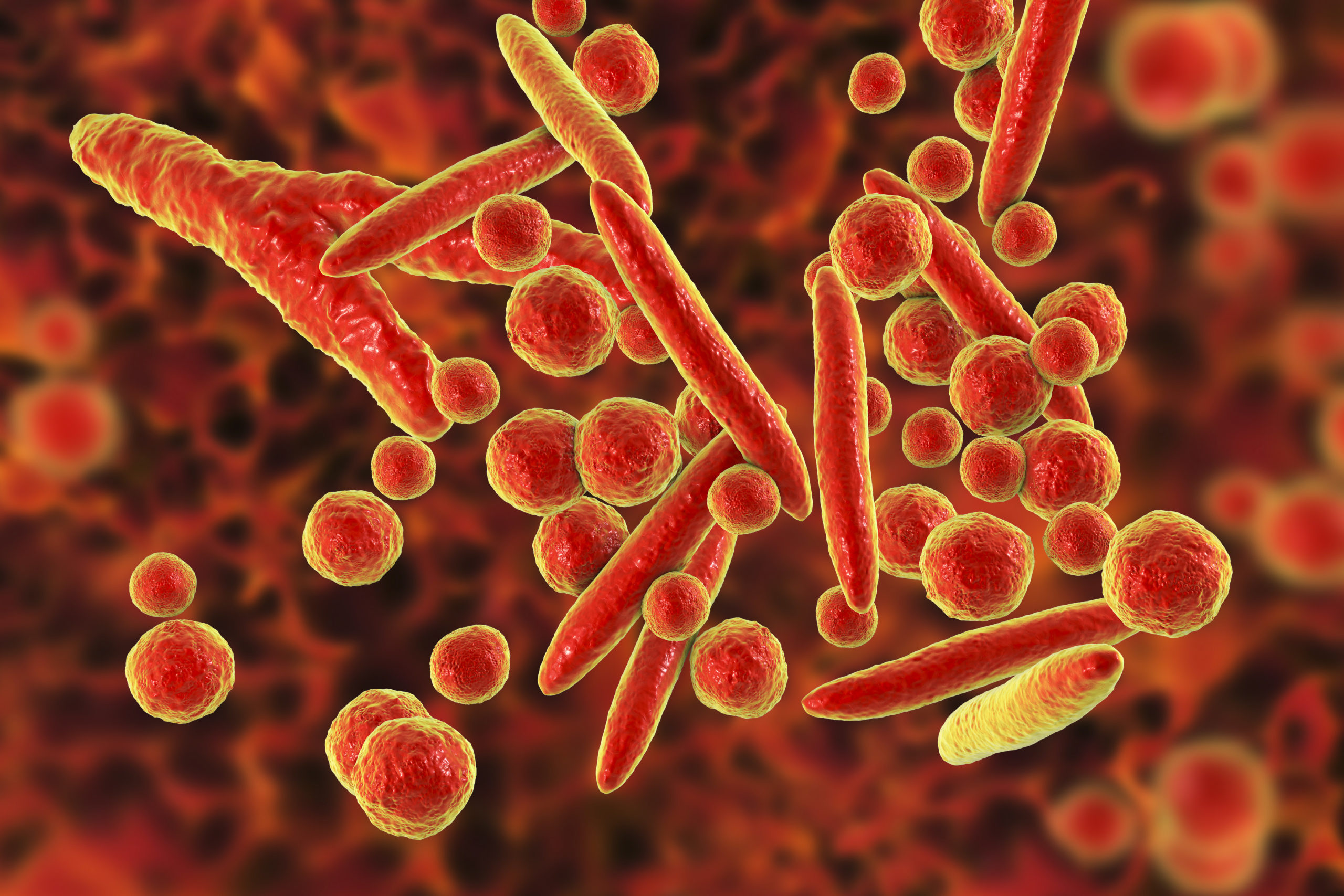 Mycoplasma bacteria, illustration