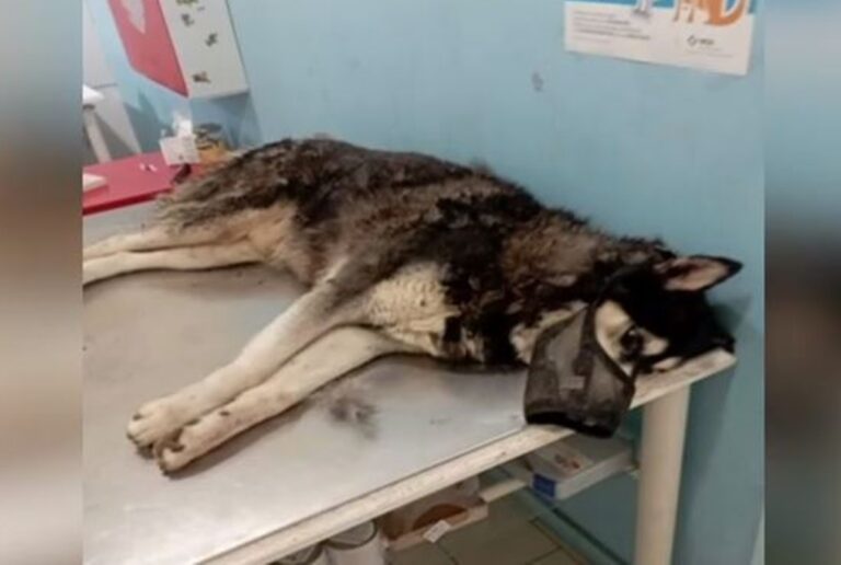 Δεν προκύπτει ανθρώπινη κακοποίηση σύμφωνα με το πόρισμα του πραγματογνώμονα της ΕΛΑΣ για το θάνατο του σκύλου στην Αράχωβα