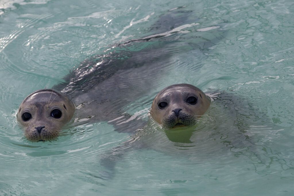 Netherlands Orphaned Seals