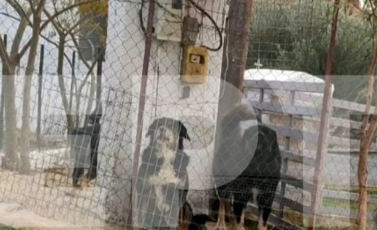 Θεσσαλονίκη: Αυτά είναι τα σκυλιά που σκότωσαν με 50 δαγκωματιές την άτυχη 50χρονη