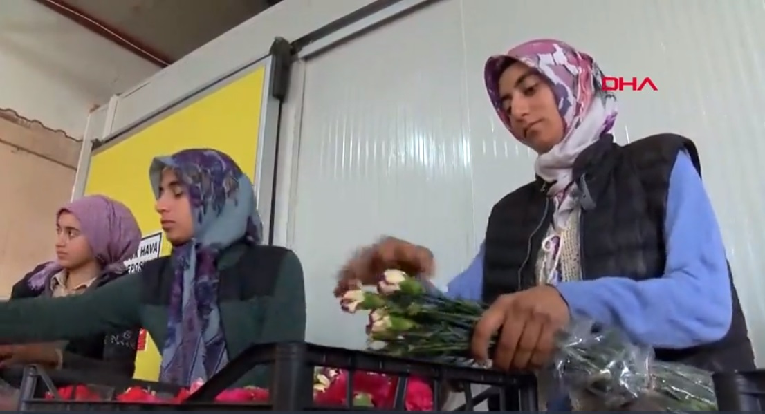 DHA: Turkish farmers produce carnations especially for Greece’s nightclubs