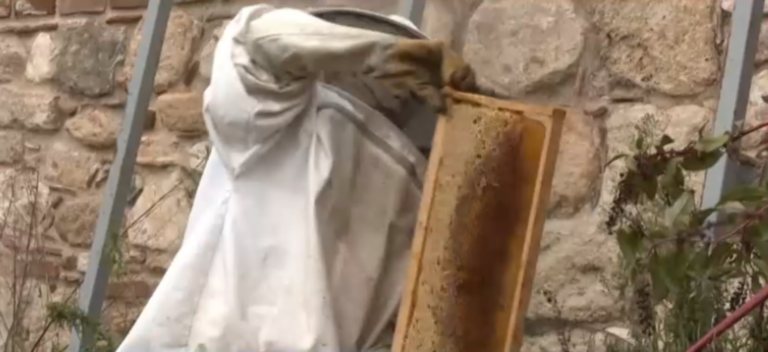 Δημοσθένης Σαρσάκης: Ο 14χρονος μελισσοκόμος από το Διδυμότειχο που κυνήγησε το όνειρό του