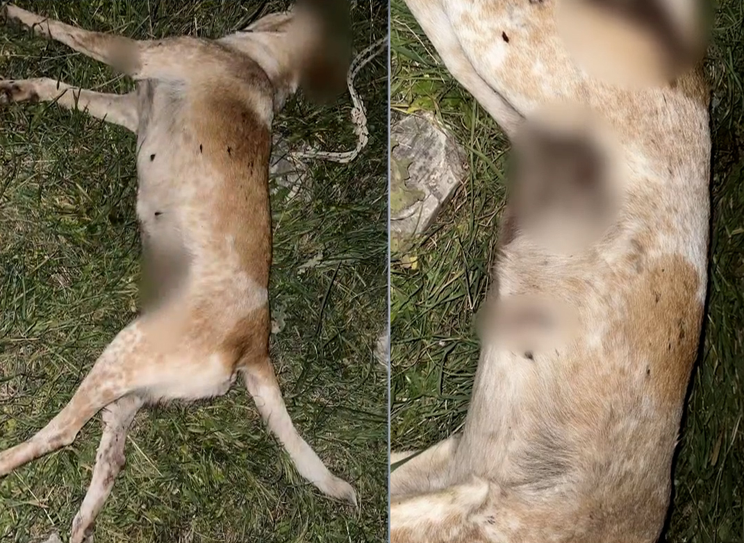 Βόλος: Νέο περιστατικό κακοποίησης σκύλου – Πυροβόλησαν  την αδέσποτη Μπέλλα