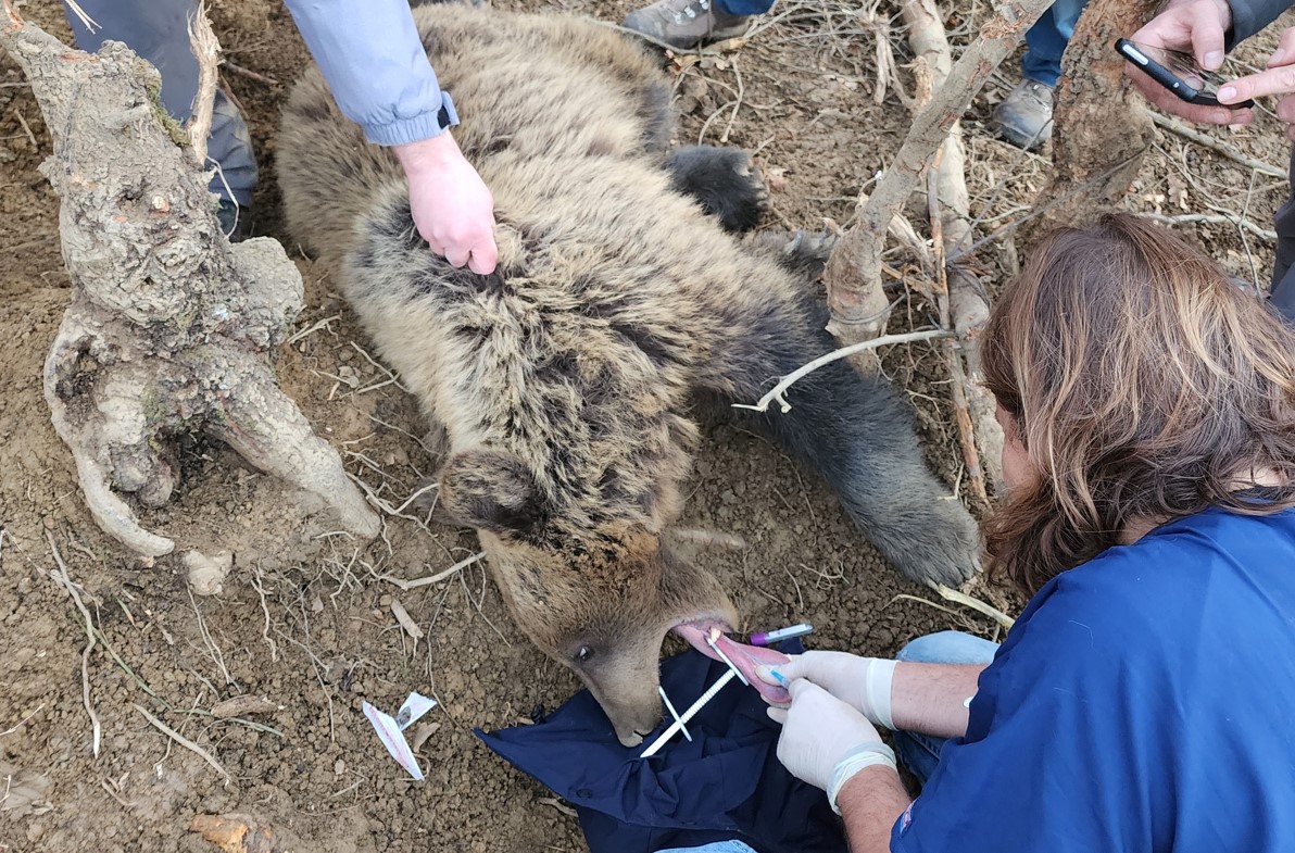 Ελληνοαλβανική συνεργασία για την απελευθέρωση παγιδευμένης αρκούδας 90 κιλών