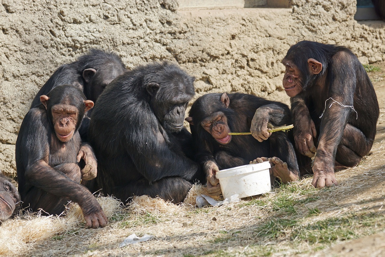 chimpanzees-1273602_1280