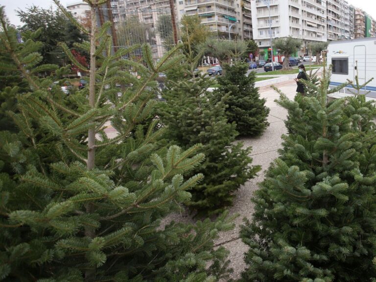 Χαλκιδική: Ικανοποιημένοι από τις πωλήσεις χριστουγεννιάτικων ελάτων οι παραγωγοί- Ίσως «σπάσουν» το ρεκόρ πωλήσεων του 2021 