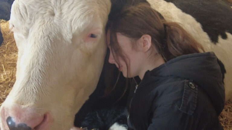 Βίντεο: «Αισθάνεστε αγχωμένοι; Αγκαλιάστε μια αγελάδα» προτείνει φάρμα στην Αγγλία