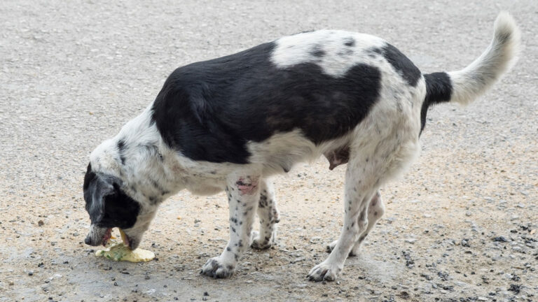 Βόλος: Προκαταρκτική για τη θανάτωση σκύλων με φόλες σε Φυτόκο και Λοζίνικο