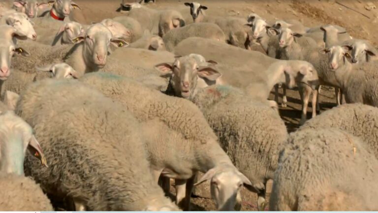 Θεσσαλοί κτηνοτρόφοι: Αναγκαίες οι επιδοτήσεις για τη στήριξη του κλάδου
