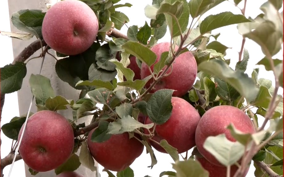 Τα μήλα Zagorin στην Κύπρο