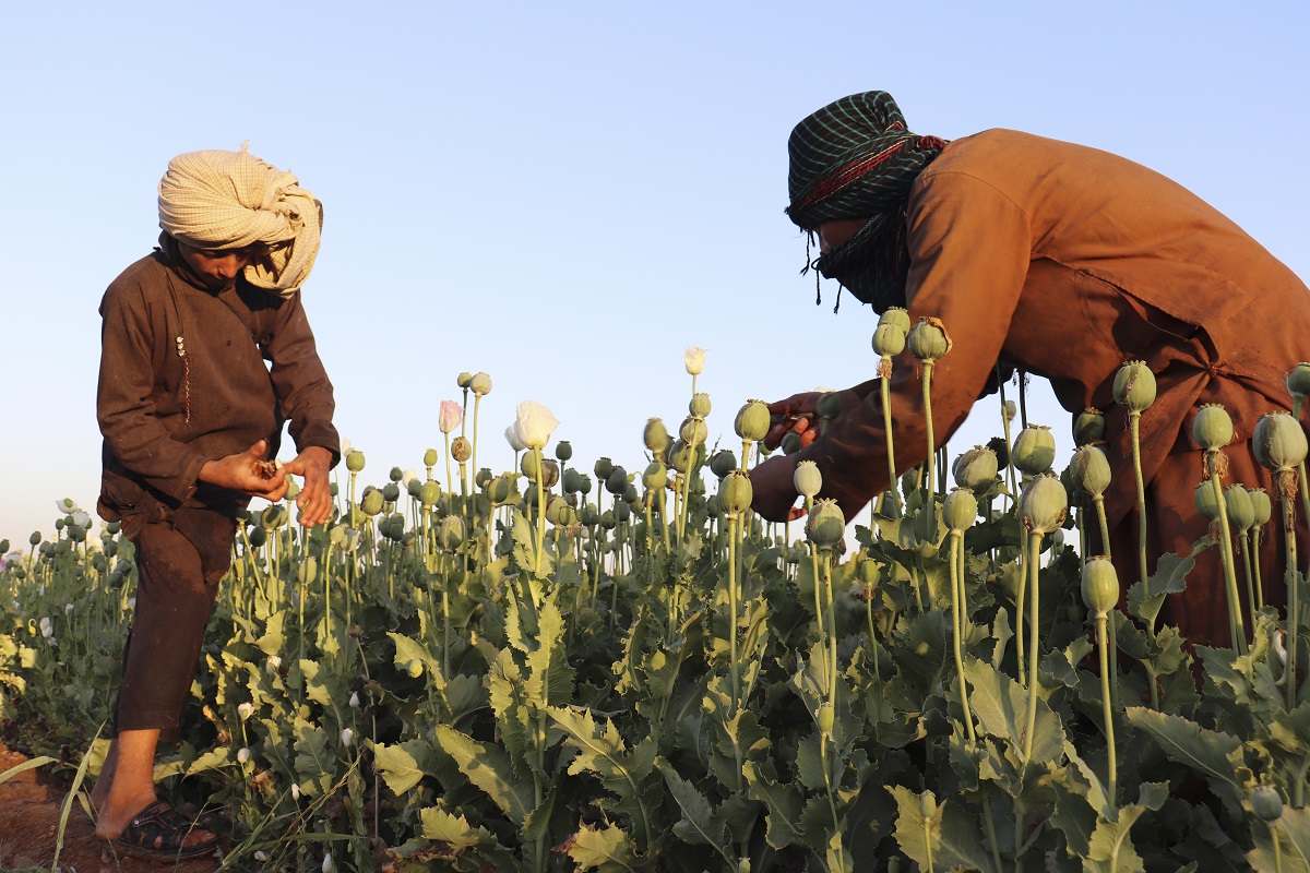 Μιανμάρ: Ο μεγαλύτερος παραγωγός οπίου στον κόσμο, ξεπερνά το Αφγανιστάν