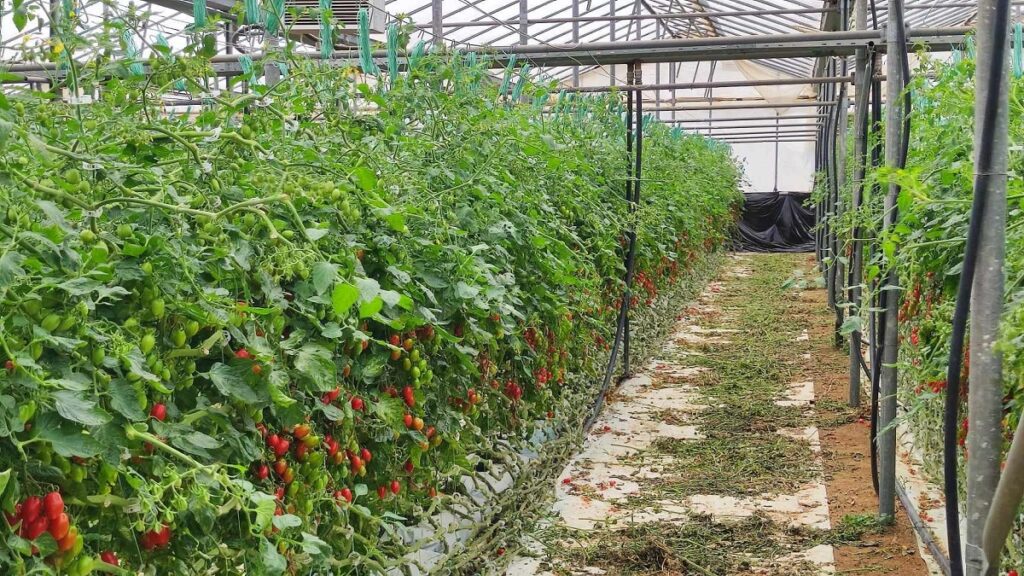 Ηράκλειο: Έλληνες ερευνητές συμπράττουν για να δώσουν βιώσιμες λύσεις φυτοπροστασίας στους αγρότες