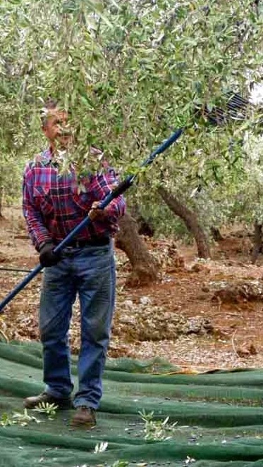 Νεκτ. Φαρμάκης: Χάνεται το εισόδημα από λάδι και σταφίδα στην Δυτ. Ελλάδα