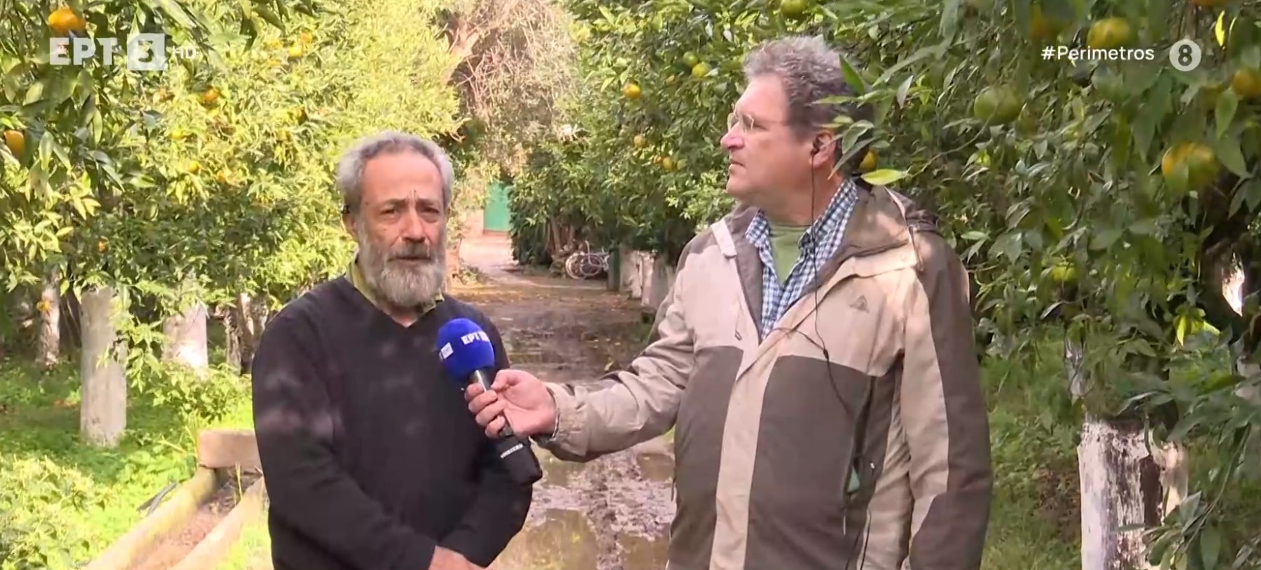 μανταρινια Χίου