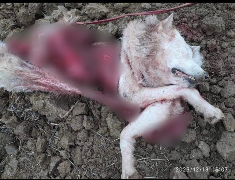 Σέρρες: Νέες επιθέσεις λύκων -Κατασπάραξαν δύο σκυλιά κοντά σε σχολική μονάδα