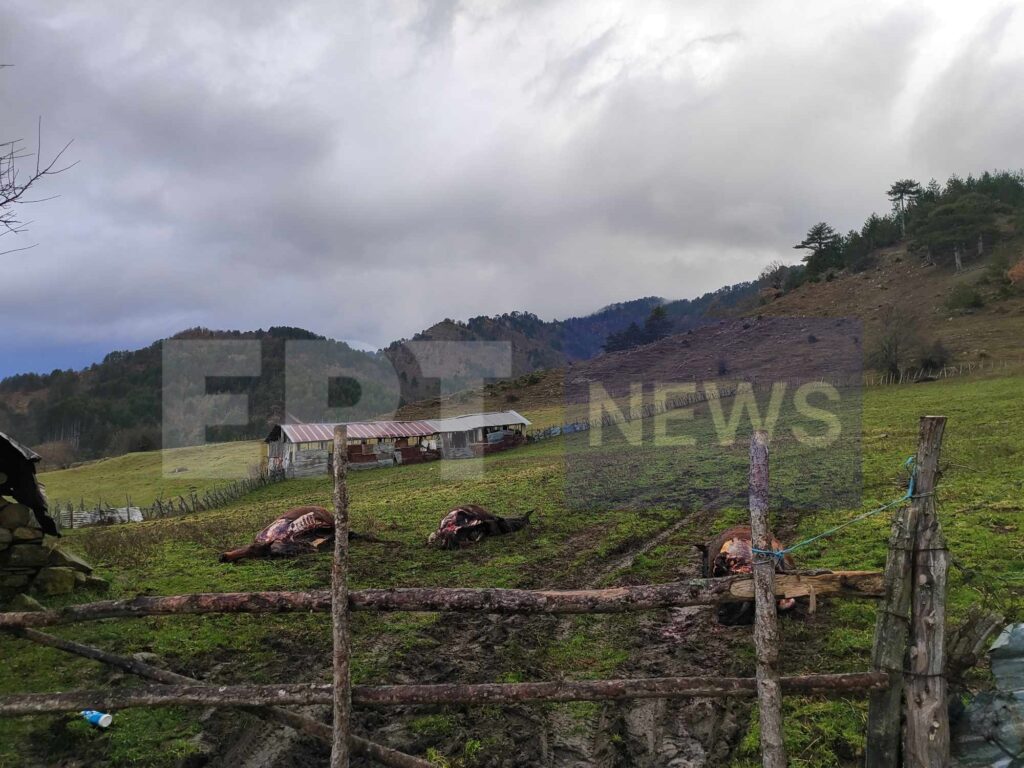 Γρεβενά: Συνεχίζονται οι έρευνες για τον εντοπισμό των δραστών που σκότωσαν και τεμάχισαν τέσσερα άλογα