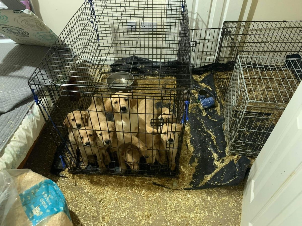 Σκωτία: Καταστροφικό πέρασμα γυναίκας με 14 κουτάβια και σκύλο από ενοικιαζόμενο στο Airbnb