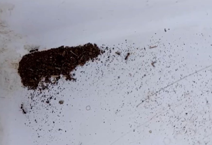 Επιστήμονες χαρτογραφούν τις αποικίες των μυρμηγκιών στα Δωδεκάνησα