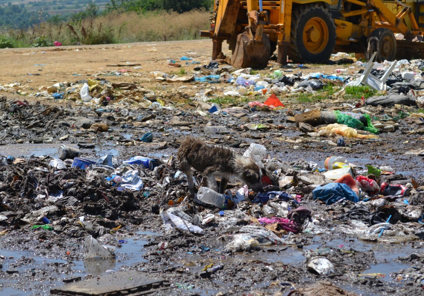 600 αδέσποτα σκυλιά ζουν σε χωματερή της Ξάνθης σε ημιάγρια κατάσταση