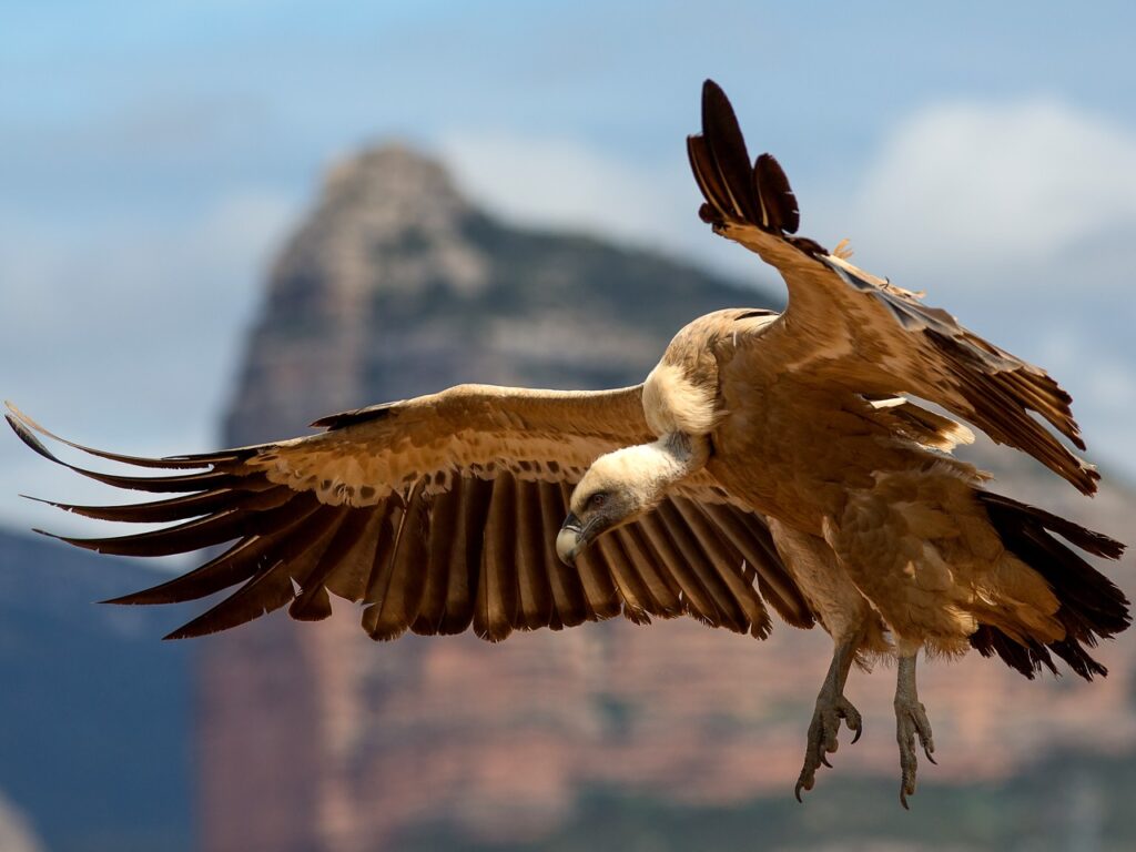 Κινέζοι στην Κρήτη μαθαίνουν για την προστασία των άγριων πτηνών