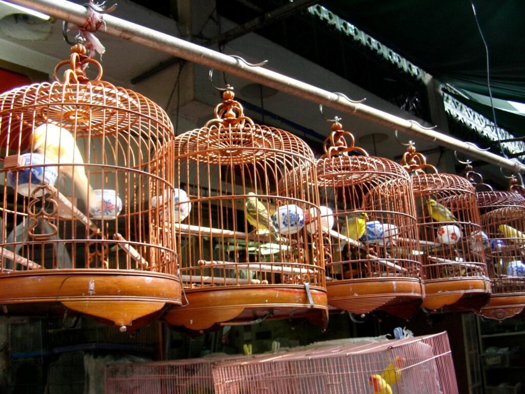 Κινέζοι στην Κρήτη μαθαίνουν για την προστασία των άγριων πτηνών