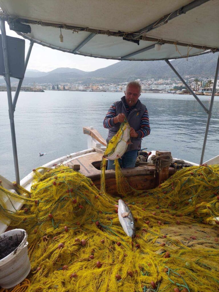 Ηράκλειο: Ολόκληρες ψαριές από λαγοκέφαλους ακόμη και σε μέγεθος γίγας βγάζουν οι αλιείς της Κρήτης (βίντεο)