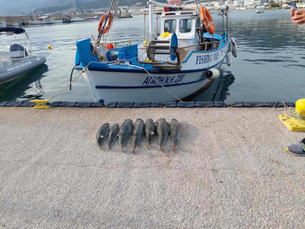 Ηράκλειο: Ολόκληρες ψαριές από λαγοκέφαλους ακόμη και σε μέγεθος γίγας βγάζουν οι αλιείς της Κρήτης (βίντεο)