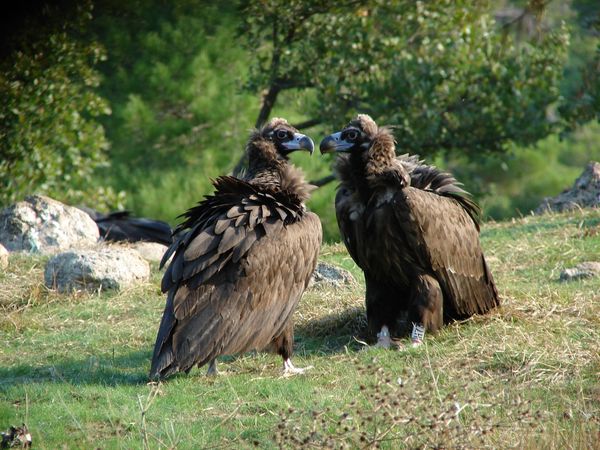 Αλεξανδρούπολη: Τεχνητές φωλιές για τον Μαυρόγυπα στο Εθνικό πάρκο Δάσους Δαδιάς-Λευκίμης –Σουφλίου