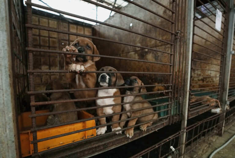 Το κοινοβούλιο της Ν. Κορέας ενέκρινε ν/σ για την απαγόρευση του εμπορίου κρέατος σκύλων