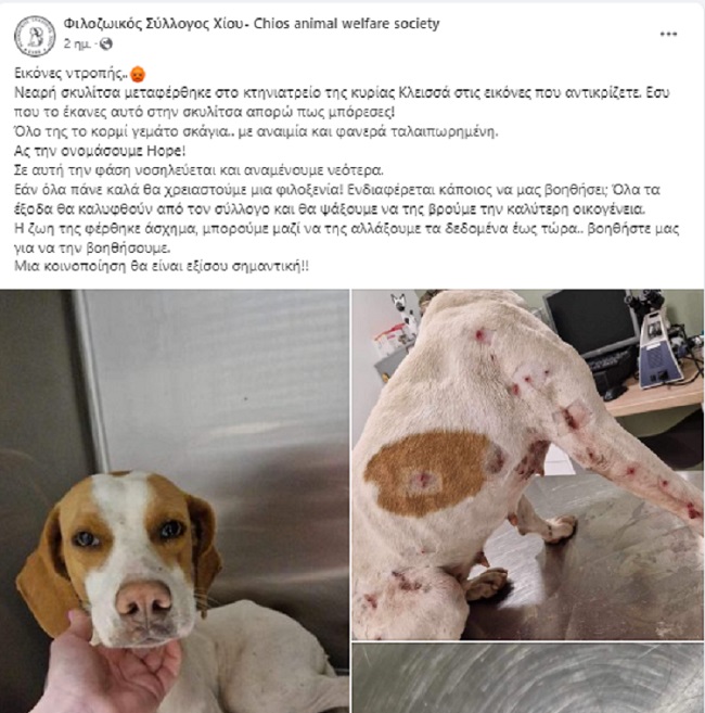 Φιλοζωϊκός Σύλλογος Χίου: Καταγγελία για σκυλίτσα γεμάτη σκάγια