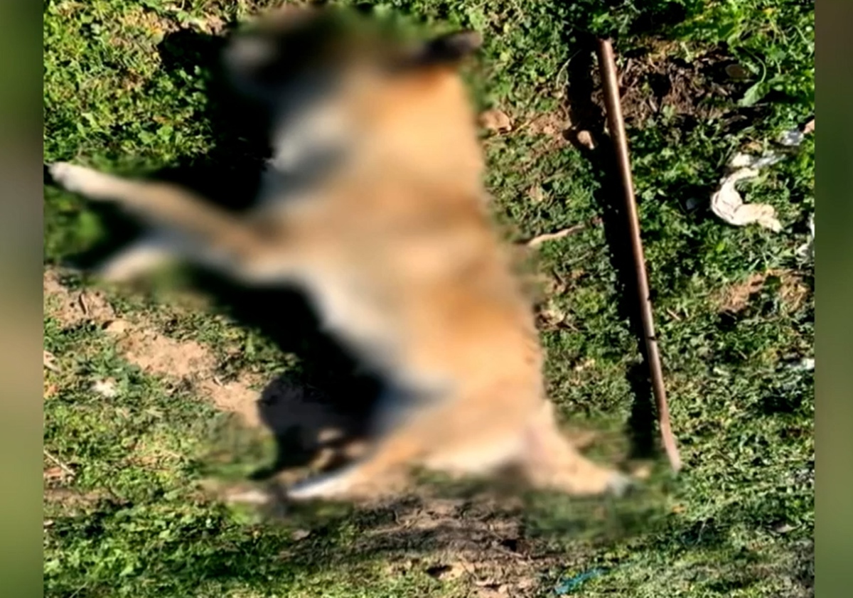 Κακοποίηση και θανάτωση σκύλου στα Μέγαρα: Τον βασάνισαν με μεταλλική ράβδο και τον πυροβόλησαν με αεροβόλο