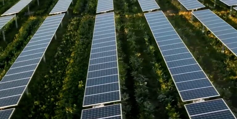 Ένθετο Γεωργία: Σημαντικά οφέλη από την χρήση αγροβολταϊκών