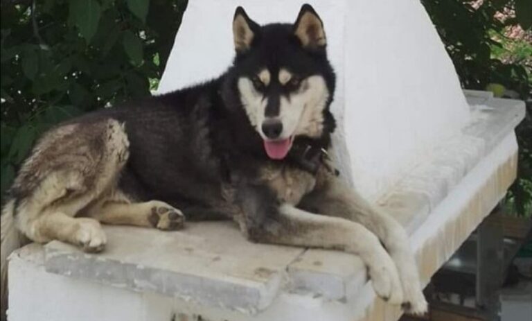 Διπλή κατεπείγουσα Εισαγγελική παραγγελία για έρευνα για το θάνατο του σκύλου στην Αράχωβα