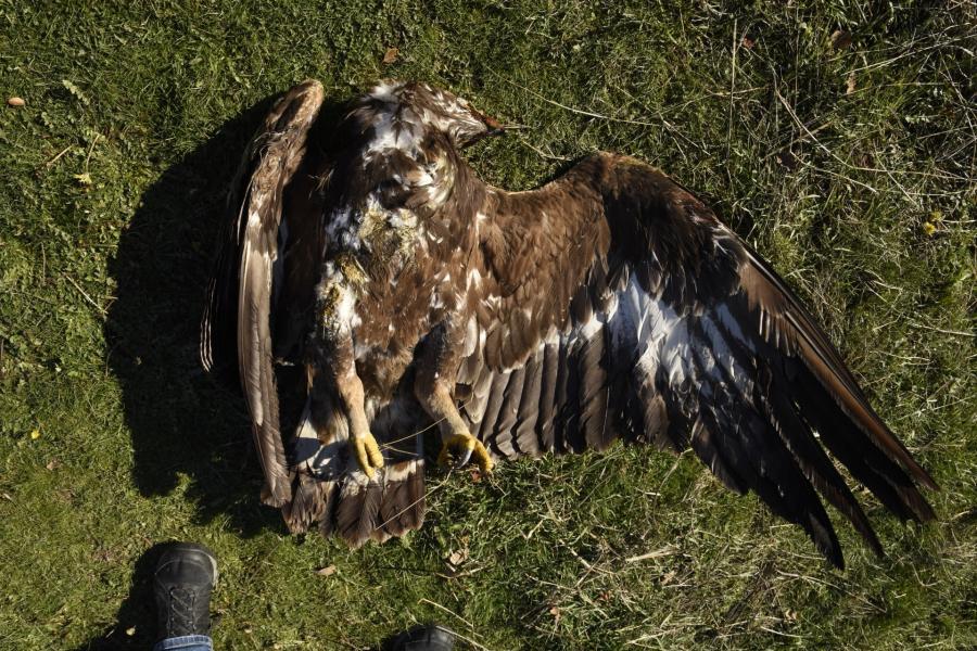 Περιβαλλοντικό έγκλημα στον Έβρο: Δηλητηρίασαν δύο χρυσαετούς, έναν τσίφτη κι ένα τσακάλι