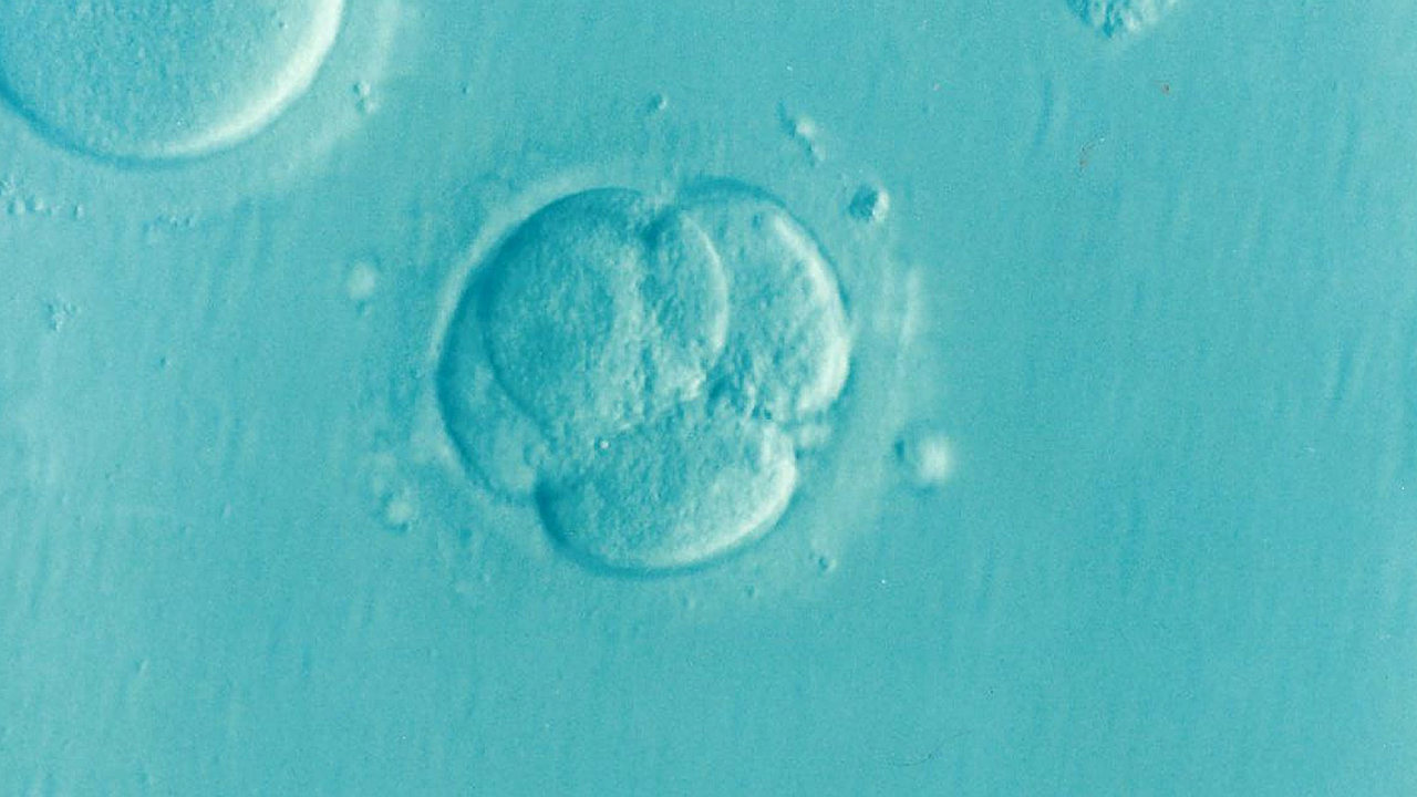 embryo-1514192_1280